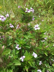 Dyschoriste microphylla