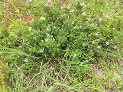 Dyschoriste microphylla