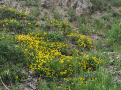 Securigera orientalis