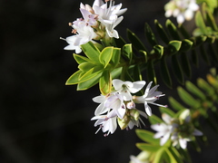 Veronica brachysiphon, photograph Joe Dillon, CC BY, iNaturalist via GBIF