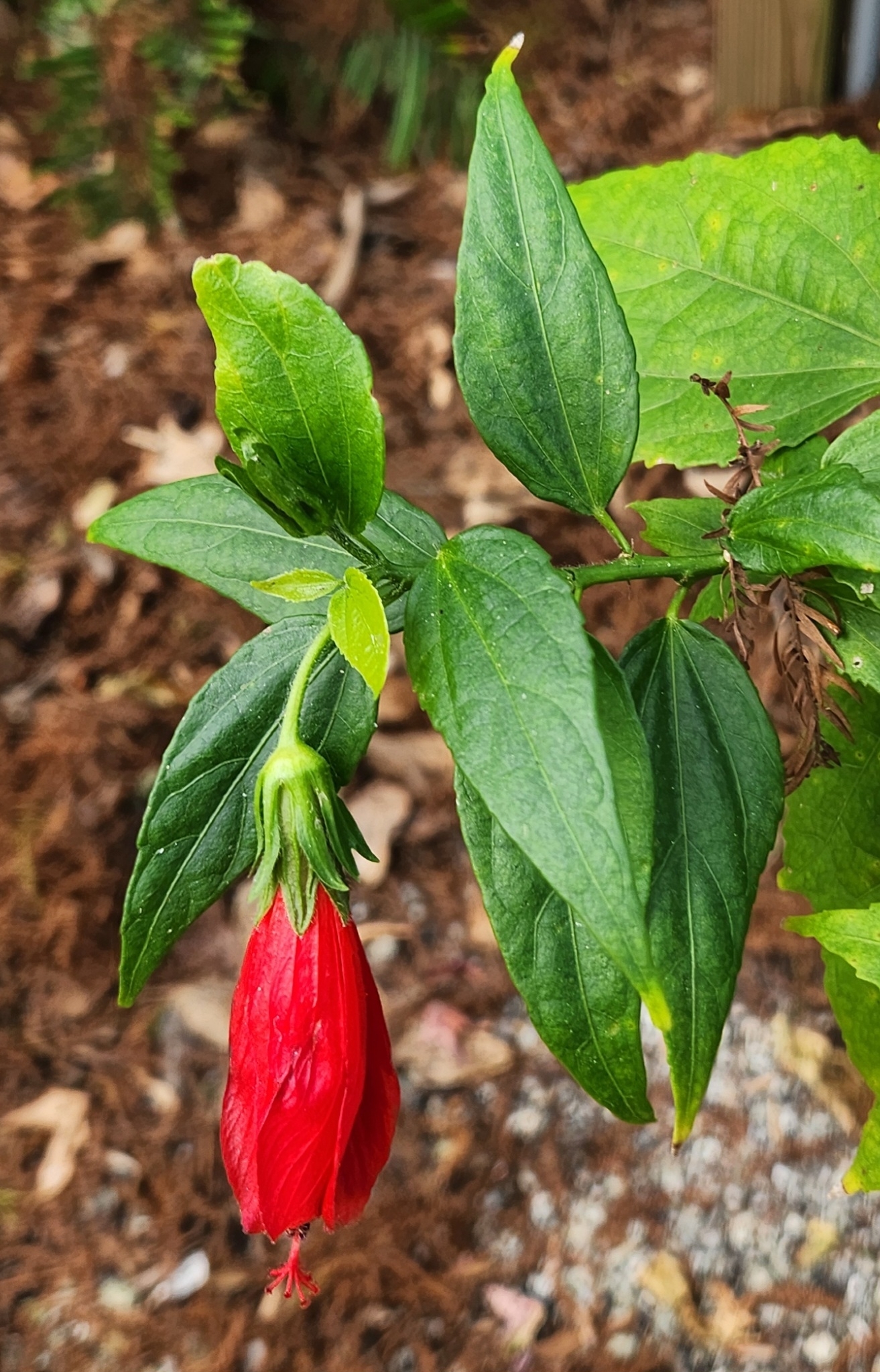 Imagem de Hibisco-colibri