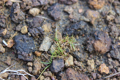 Image of Isolepis Aucklandica (Isolepis aucklandica) by (c) Joe Dillon, some rights reserved (CC BY)