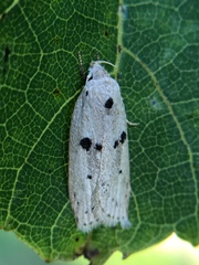 Scythropiodes issikii