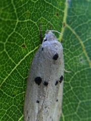 Scythropiodes issikii