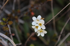Lovely Forget-me-not (Myosotis laeta)