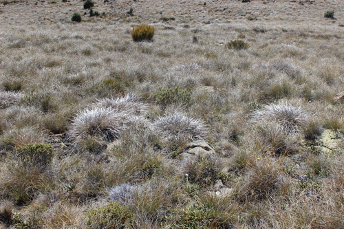 Astelia graminea (Astelia graminea)