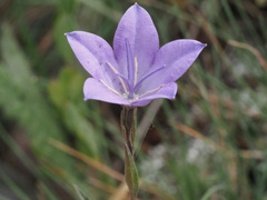 Campanula stevenii