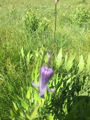 Clematis hirsutissima