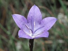 Campanula stevenii