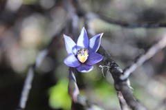 Elegant Sun Orchid (Thelymitra formosa)