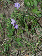 Campanula stevenii