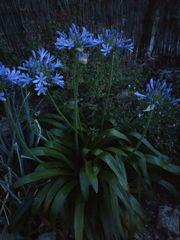 Agapanthus praecox
