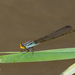 Pseudagrion gamblesi - Photo (c) Greg Lasley, algunos derechos reservados (CC BY-NC), subido por Greg Lasley