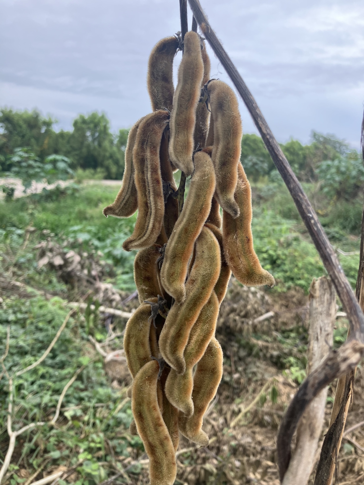 Imagem de Pó-de-mico
