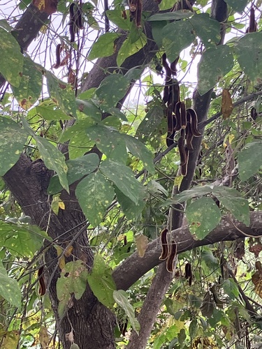 Foto de Pó-de-mico