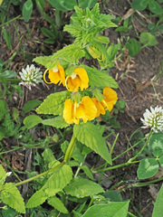 Rhynchocorys orientalis