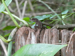 Anolis leachii