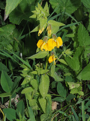 Rhynchocorys orientalis