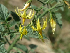 Solanum lycopersicum cerasiforme