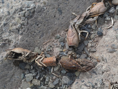 Pontastacus leptodactylus