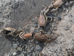 Pontastacus leptodactylus