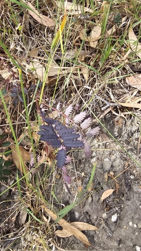 Image of Acaena echinata by (c) Rosalie Lawrence, some rights reserved (CC BY)