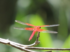 Libellula gaigei