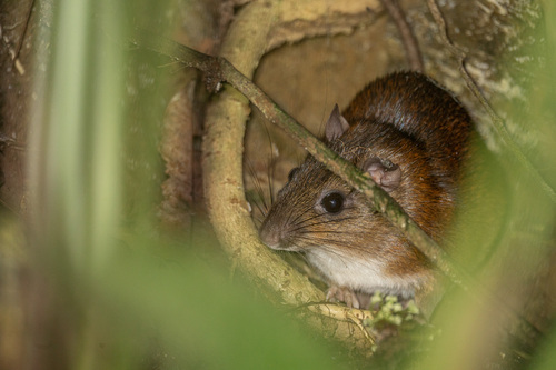 Boyaca Spiny Rat (Proechimys chrysaeolus) — Data Deficient Mammalia