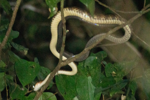 Ecuador Sipo