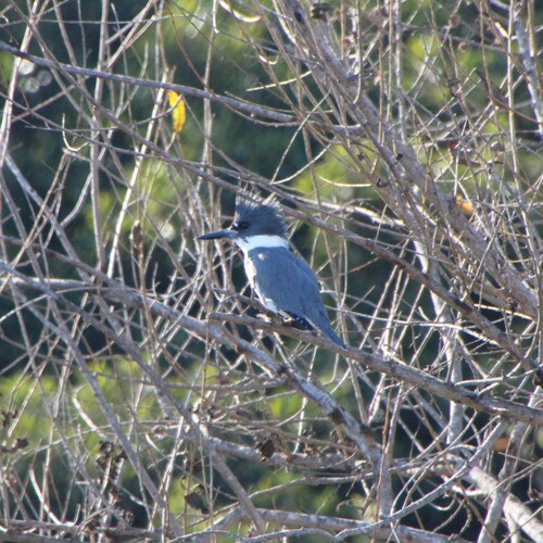iNaturalist observation photo of Belted Kingfisher