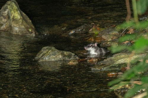 Water Opossum (Chironectes minimus)