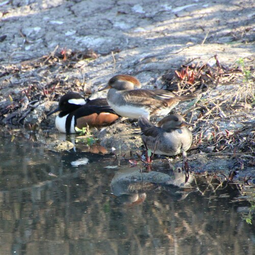 iNaturalist observation photo of Hooded Merganser