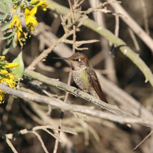 iNaturalist observation photo of Anna's Hummingbird