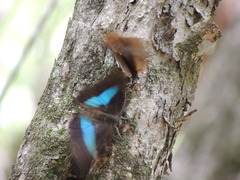 Archaeoprepona demophon