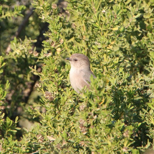 iNaturalist observation photo of Bushtit