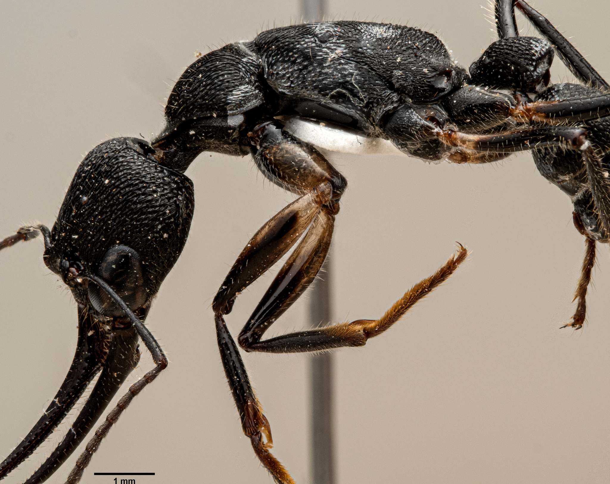 Harpegnathos alperti
