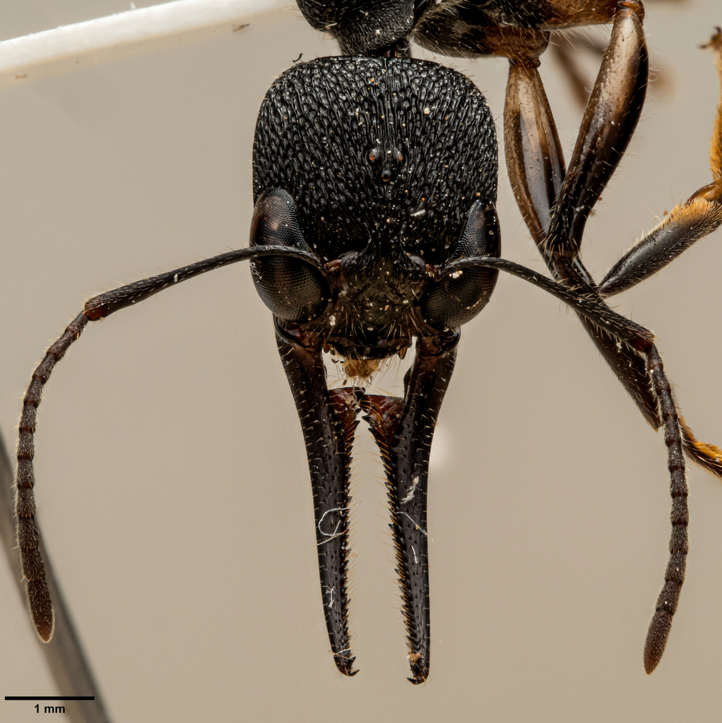 Harpegnathos alperti