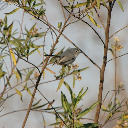 iNaturalist observation photo of Blue-gray Gnatcatcher
