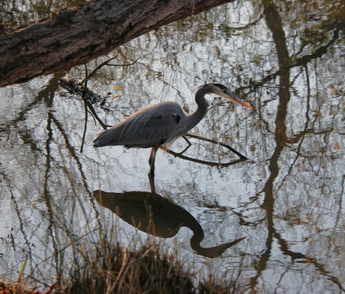 iNaturalist observation photo of Great Blue Heron