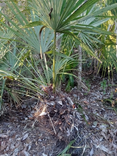 Foto de Palmeira-agulha