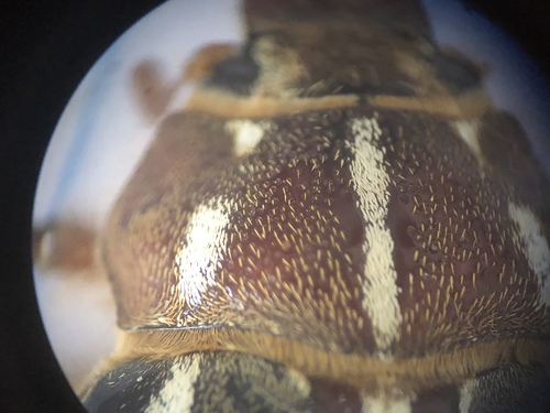 Long-haired June Beetle