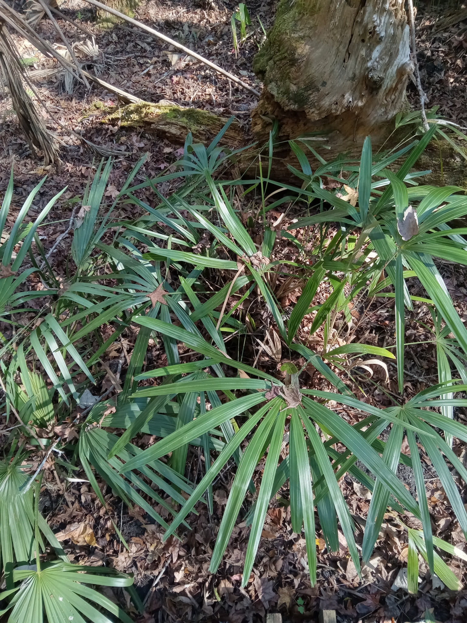 Imagem de Palmeira-agulha
