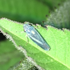 Graphocephala hieroglyphica