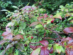 Vaccinium erythrocarpum