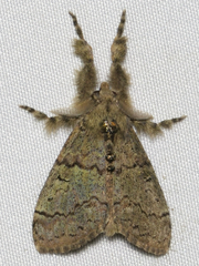 Dasychira vagans