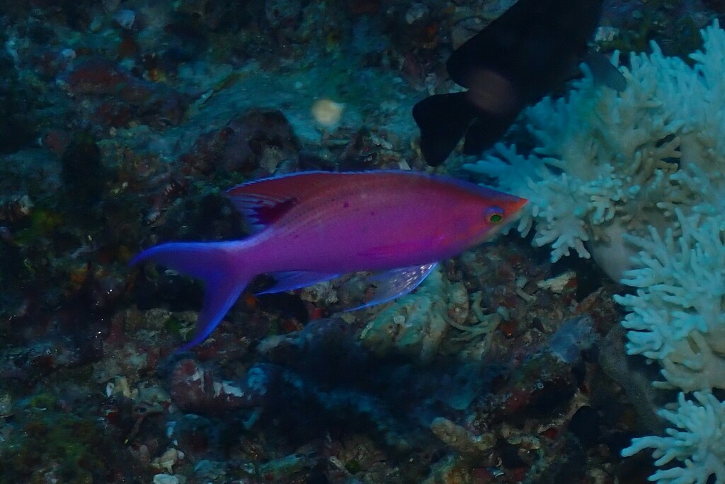 Purple anthias (Pseudanthias tuka)