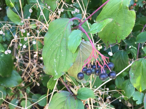 Raudonoji sedula nuotrauka