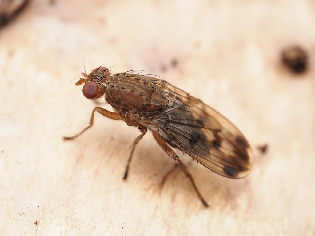 Suillia variegata, photo 1 of 10