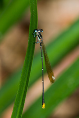 Allocnemis leucosticta