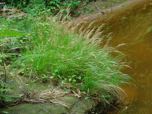 Arundinella berteroniana